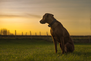 Beautiful Rhodesian Ridheback dog is sitting in sunset and is looking back direction sun © Karoline Thalhofer