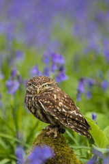 Little Owl in Bluebells