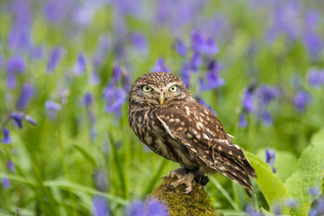 Little Owl in Bluebells