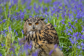 Eagle Owl (Bubo bubo) or Horned Owl in Bluebells