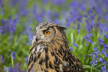 Eagle Owl (Bubo bubo) or Horned Owl in Bluebells