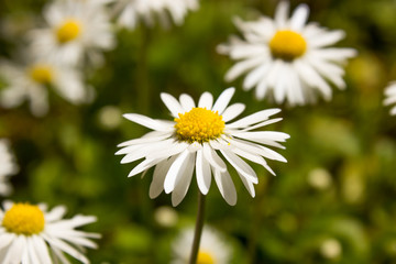 Fototapeta premium Gänseblümchen