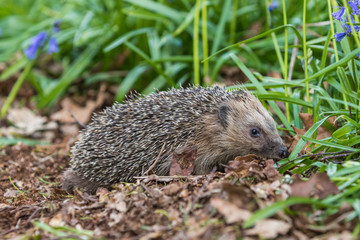 Hedgehog ( Erinaceidae ) in a Carpet of Bluebells