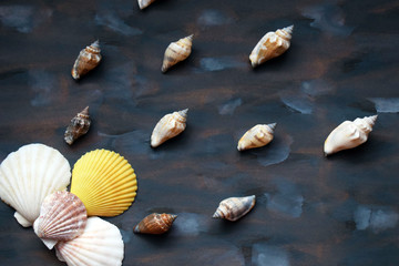 Shells on colorful background. Travel and vacation concept.