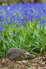 Hedgehog ( Erinaceidae ) in a Carpet of Bluebells