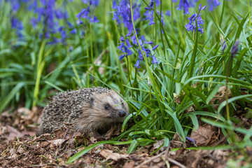 Hedgehog ( Erinaceidae ) in a Carpet of Bluebells