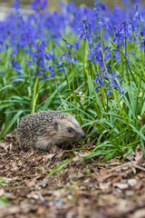 Hedgehog ( Erinaceidae ) in a Carpet of Bluebells