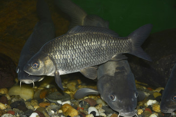 fish in water