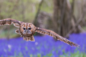 Tawny Owl Flying Over Bluebells