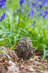Little Owl in Bluebells