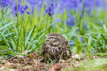 Fototapeta premium Little Owl in Bluebells