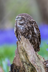 Little Owl in Bluebells