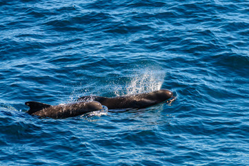 Obraz premium Long-Finned Pilot Whales in the Southern Atlantic Ocean