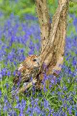 Tawny Owl in the Bluebells