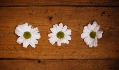 Obraz premium three white daisies on a wooden background