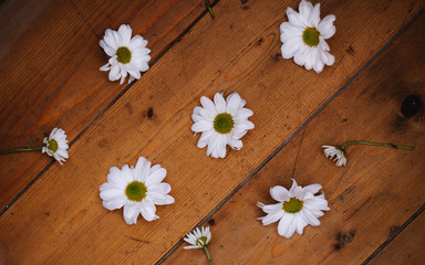 randomly arranged white daisies on a wooden background