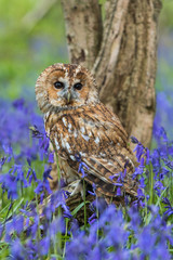 Tawny Owl in the Bluebells