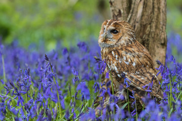 Tawny Owl in the Bluebells