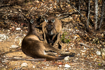 Kangaroo Island, Southern Australia