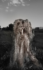 toc&oacute;n de olivo