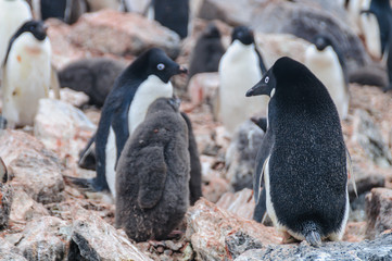 Fototapeta premium Adelie Penguins on Paulet Island