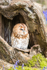 Tawny Owl in the Bluebells