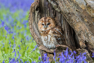 Tawny Owl in the Bluebells