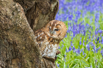 Tawny Owl in the Bluebells