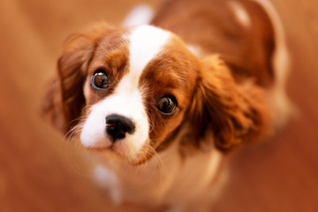 Bettelnder Blick eines Welpen - Cavalier King Charles