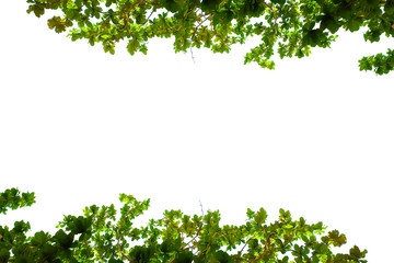 Leaves with a white background