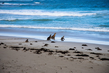 Kangaroo Island, Southern Australia