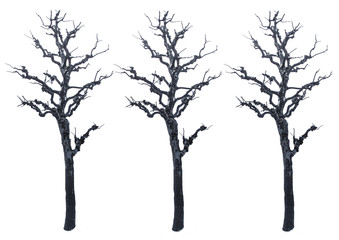 Dry tree with white background