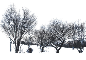 Dry tree with white background