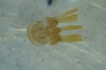 Macro view of a jellyfish at Manjuyod Sandbar, Philippines