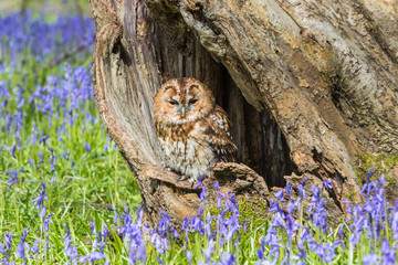 Tawny Owl in the Bluebells