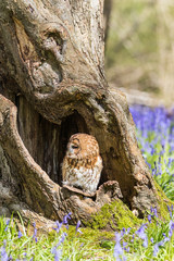 Tawny Owl in the Bluebells