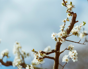 Blossom Tree Branch