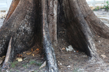 trunk of a tree