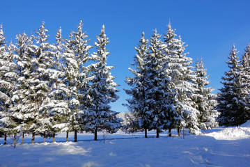 Snow covered spruce trees and blue sky