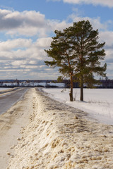 Fototapeta na wymiar two pines near the road going through a snowy field