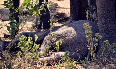 Lazy sleeping baby elephant taking a nap on safari in Tanzania
