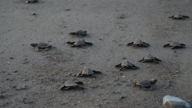 Atlantic Ridley sea baby turtles crossing the beach.  Newborn tiny turtles heading to the sea waters for the first time. Turtle hatchlings on the sands of the beach. Wild turtles in the nature reserve