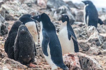 Fototapeta premium Adelie Penguins on Paulet Island
