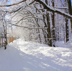 Fairy winter forest. Trees in the snow. Sunny frosty day. White winter background.