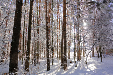 Fairy winter forest. Trees in the snow. Sunny frosty day. White winter background.