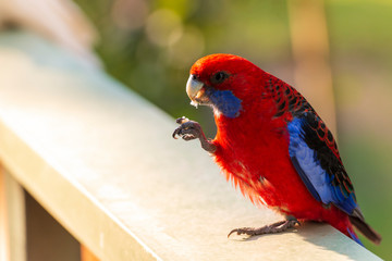 Crimson Rosella Eating
