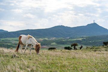 与那国島・与那国馬