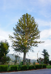 Pine trees at garden in sunny day