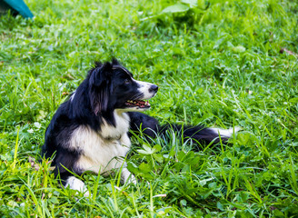 close-up of border collie