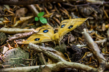 close-up of a butterfly